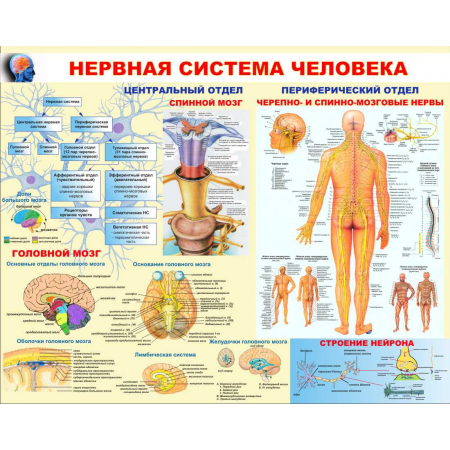 Нервная система человека